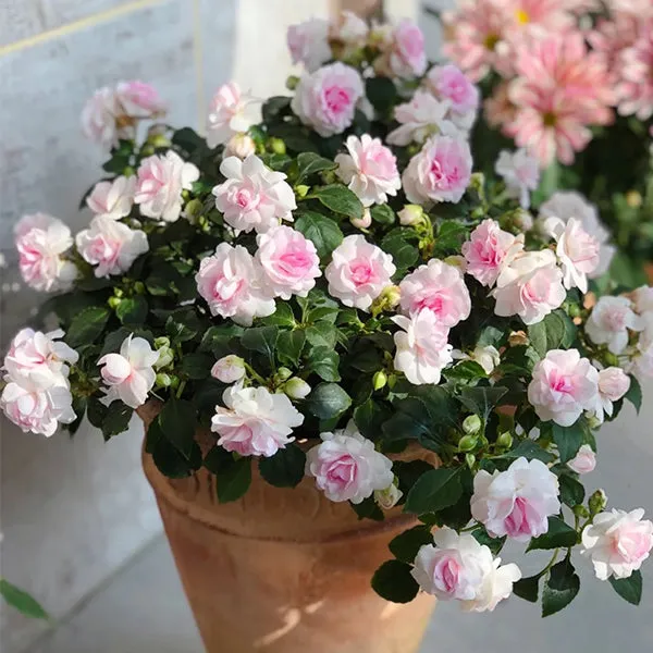 Double Camellia Impatiens Seeds for Planting - Image 3