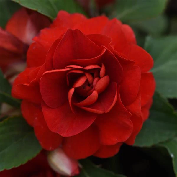 Double Camellia Impatiens Seeds for Planting - Image 4