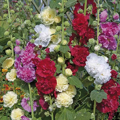 Double Hollyhock Alcea Rosea Seeds for Planting