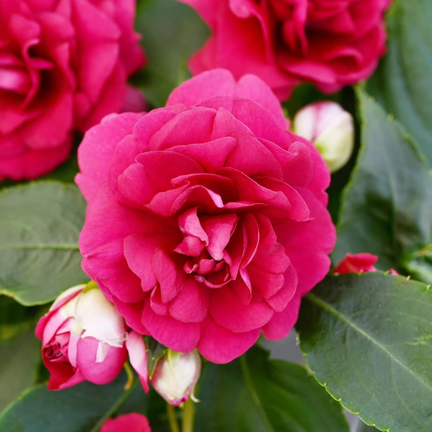 Double Impatiens Seeds Heat Tolerant, Well Branched Perennial, Grow as Annuals for Beds, Borders And Containers