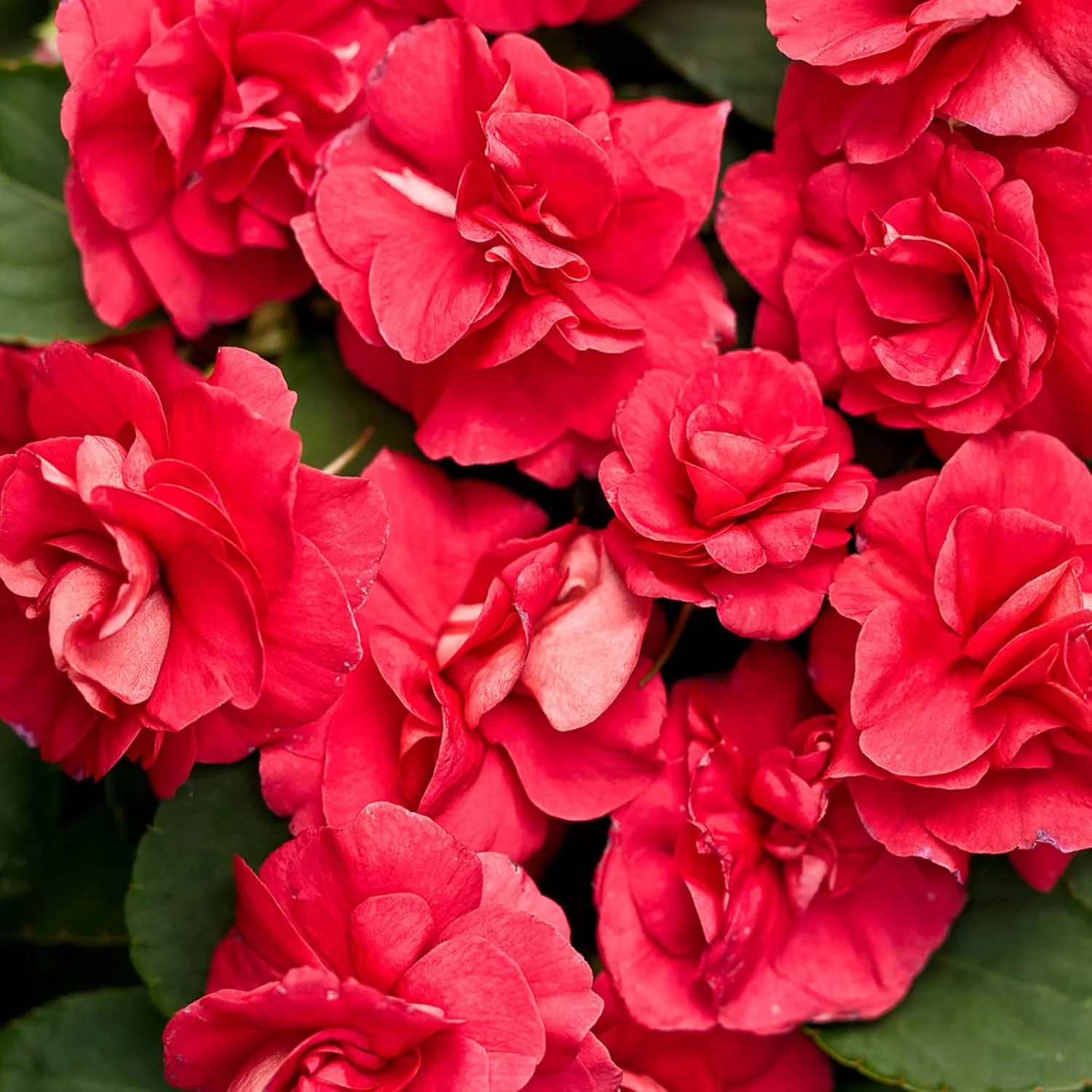 Double Impatiens Seeds Heat Tolerant, Well Branched Perennial, Grow as Annuals for Beds, Borders And Containers - Image 3