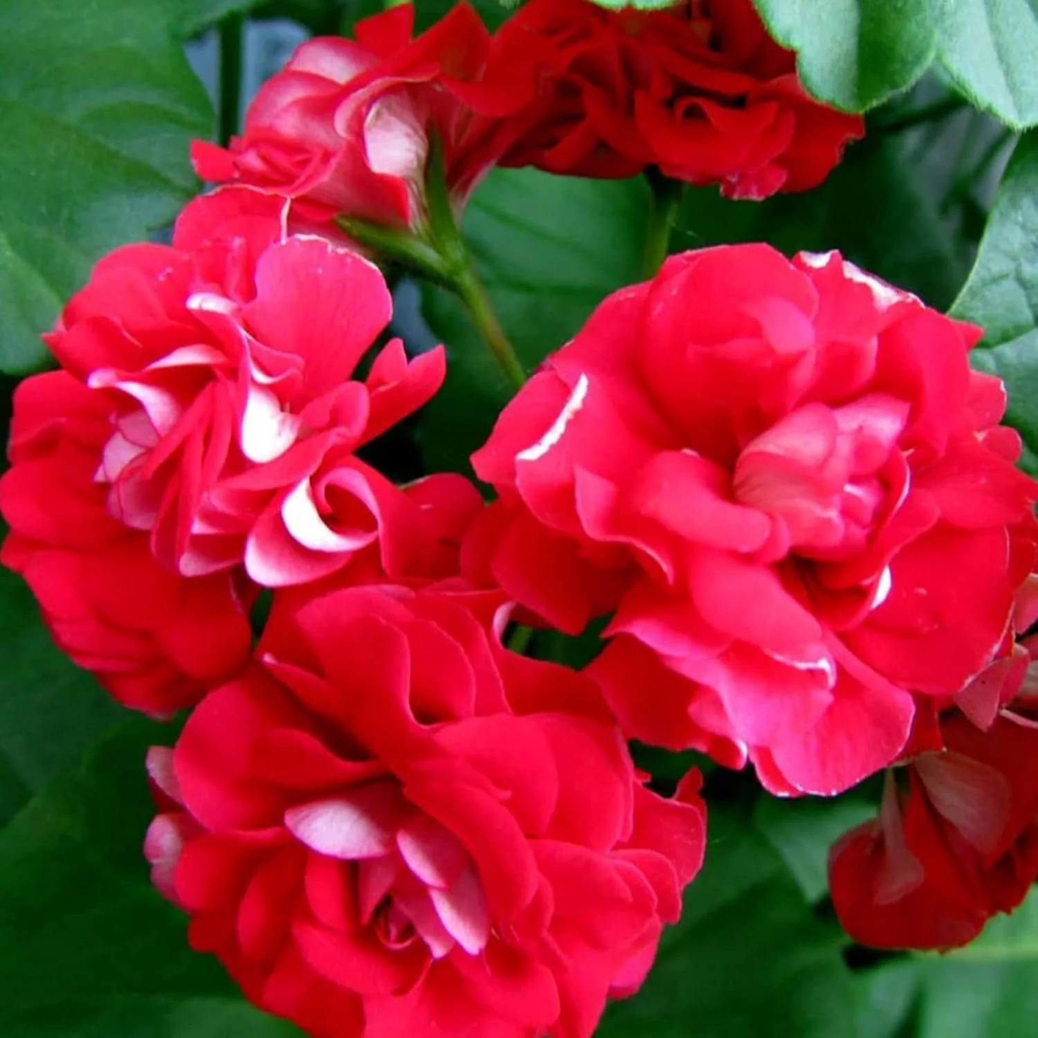 Double Impatiens Seeds Heat Tolerant, Well Branched Perennial, Grow as Annuals for Beds, Borders And Containers - Image 4