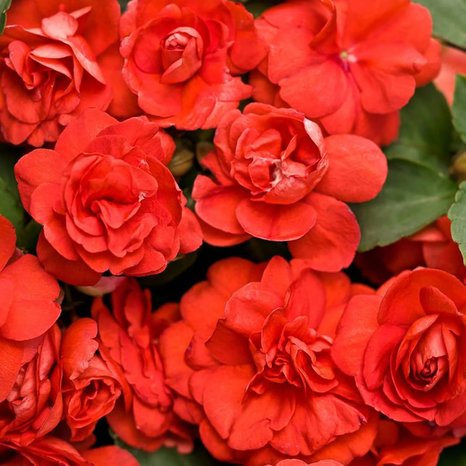 Double Impatiens Seeds Heat Tolerant, Well Branched Perennial, Grow as Annuals for Beds, Borders And Containers - Image 5