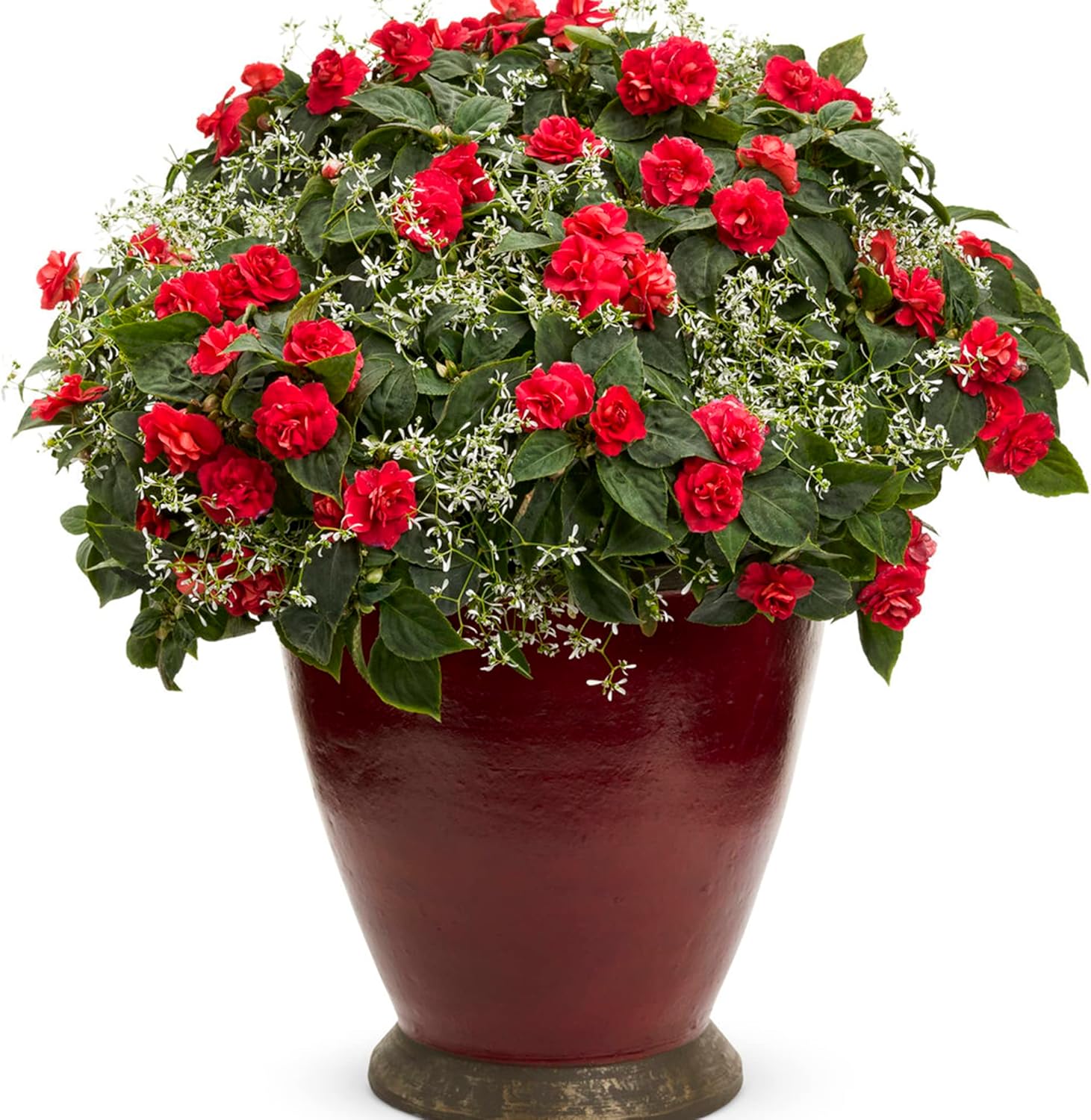 Double Impatiens Seeds Heat Tolerant, Well Branched Perennial, Grow as Annuals for Beds, Borders And Containers - Image 6