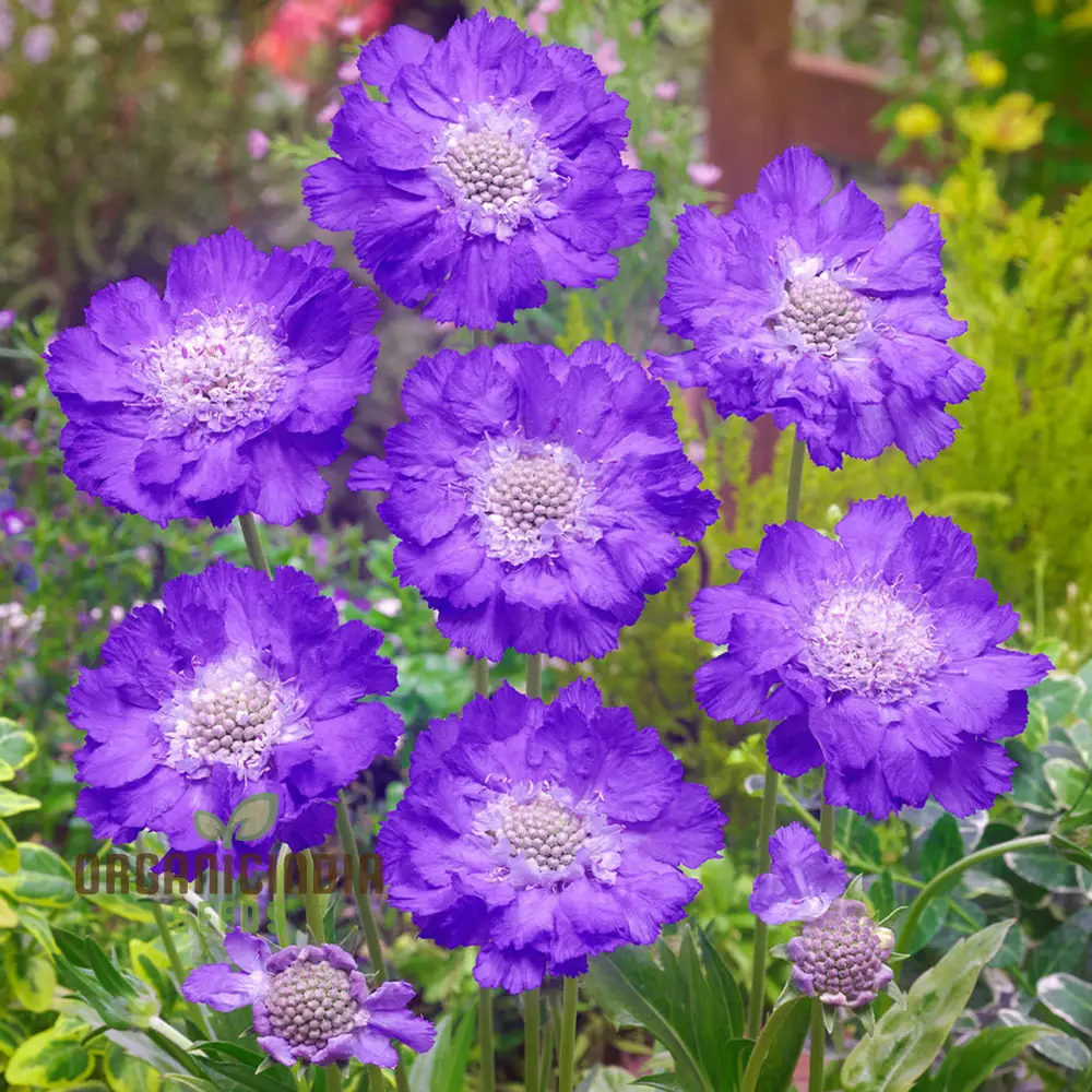 Double Lavender Blue Pincushion Scabiosa Seeds – Cultivate Beauty and Charm in Your Garden with Premium Seeds!