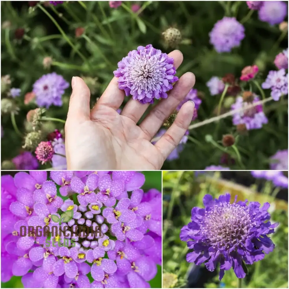 Double Lavender Blue Pincushion Scabiosa Seeds – Cultivate Beauty and Charm in Your Garden with Premium Seeds! - Image 3