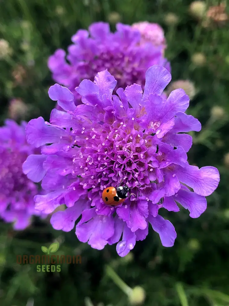 Double Lavender Blue Pincushion Scabiosa Seeds – Cultivate Beauty and Charm in Your Garden with Premium Seeds! - Image 4