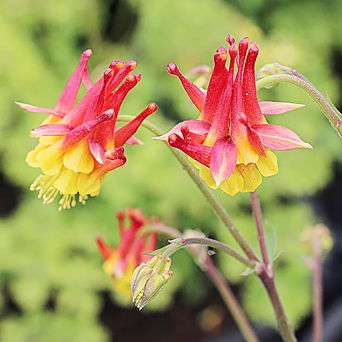 Double Orange Yellow Columbine Seeds - Showy Perennial, Deer & Rabbit Resistant, Ideal for Pollinator Gardens & Borders