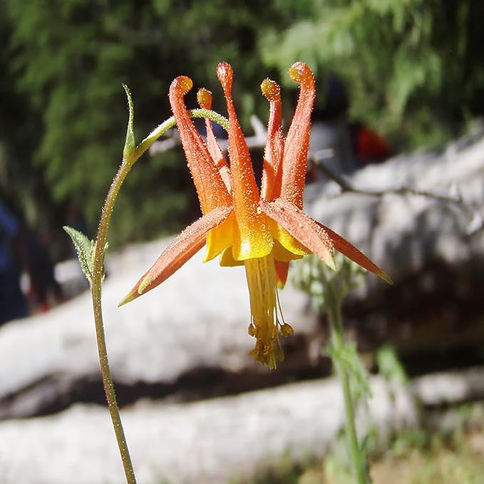 Double Orange Yellow Columbine Seeds - Showy Perennial, Deer & Rabbit Resistant, Ideal for Pollinator Gardens & Borders - Image 3