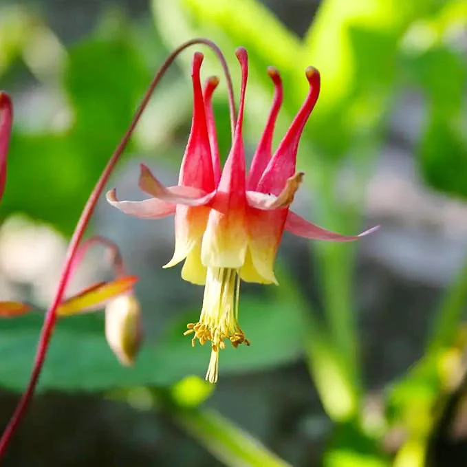 Double Orange Yellow Columbine Seeds - Showy Perennial, Deer & Rabbit Resistant, Ideal for Pollinator Gardens & Borders - Image 4