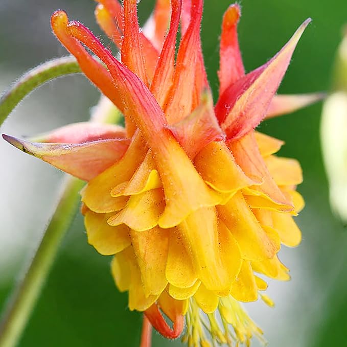 Double Orange Yellow Columbine Seeds - Showy Perennial, Deer & Rabbit Resistant, Ideal for Pollinator Gardens & Borders - Image 5