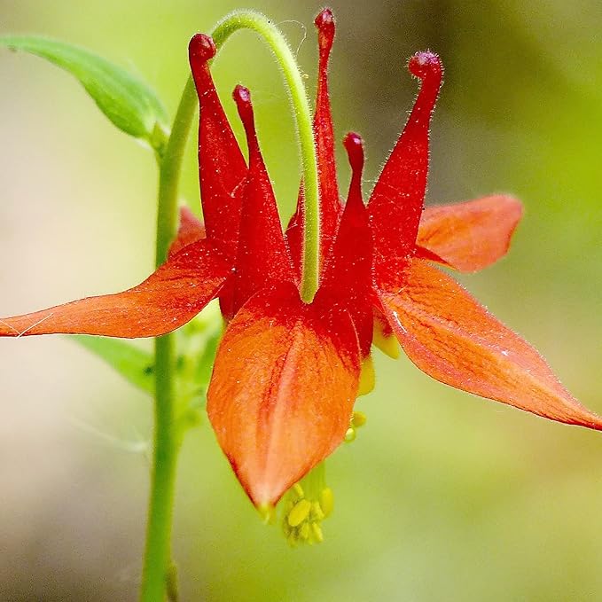 Double Orange Yellow Columbine Seeds - Showy Perennial, Deer & Rabbit Resistant, Ideal for Pollinator Gardens & Borders - Image 6