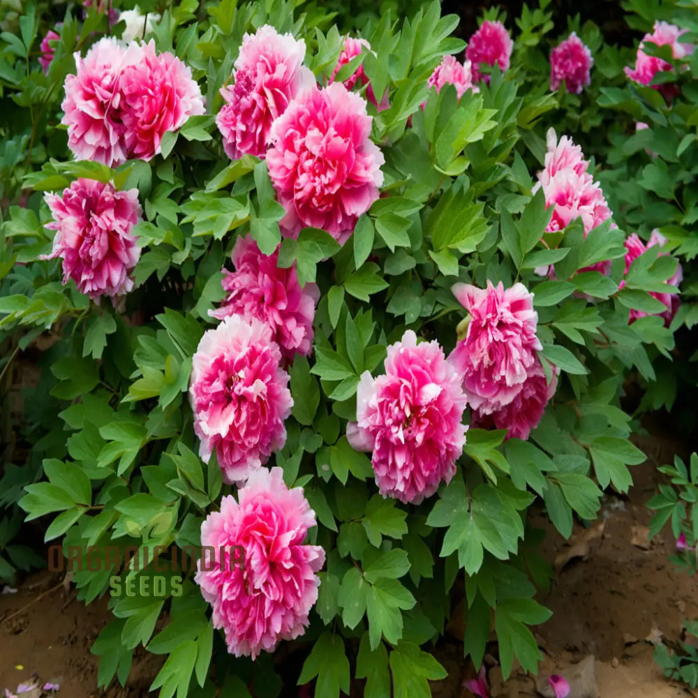Double Peony Flower Seeds for Your Gardening Delight: Elevate Your Garden with Lush Blooms