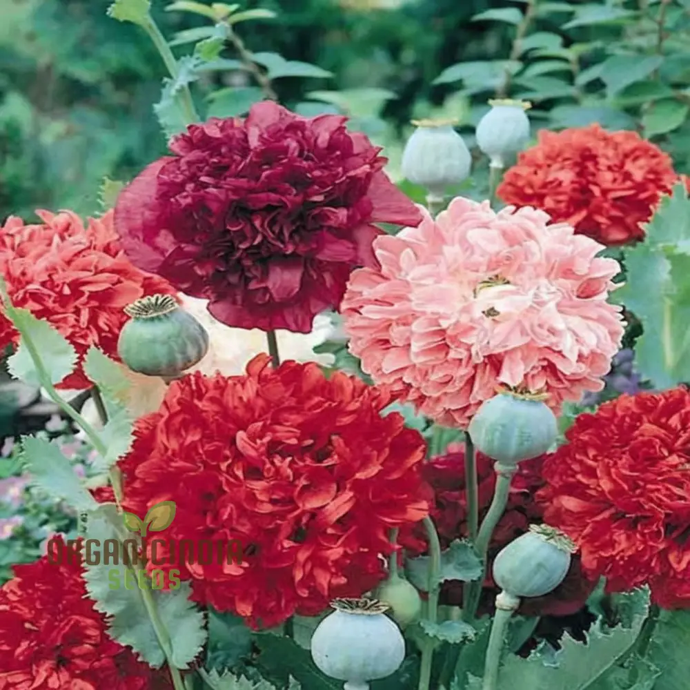 Double Peony Flower Seeds for Your Gardening Delight: Elevate Your Garden with Lush Blooms - Image 3