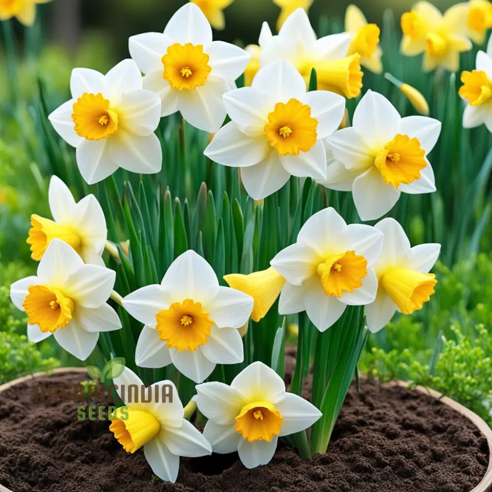 Double Petals Narcissus Daffodil Flower Seeds, Plant Your Own Stunning Blooms