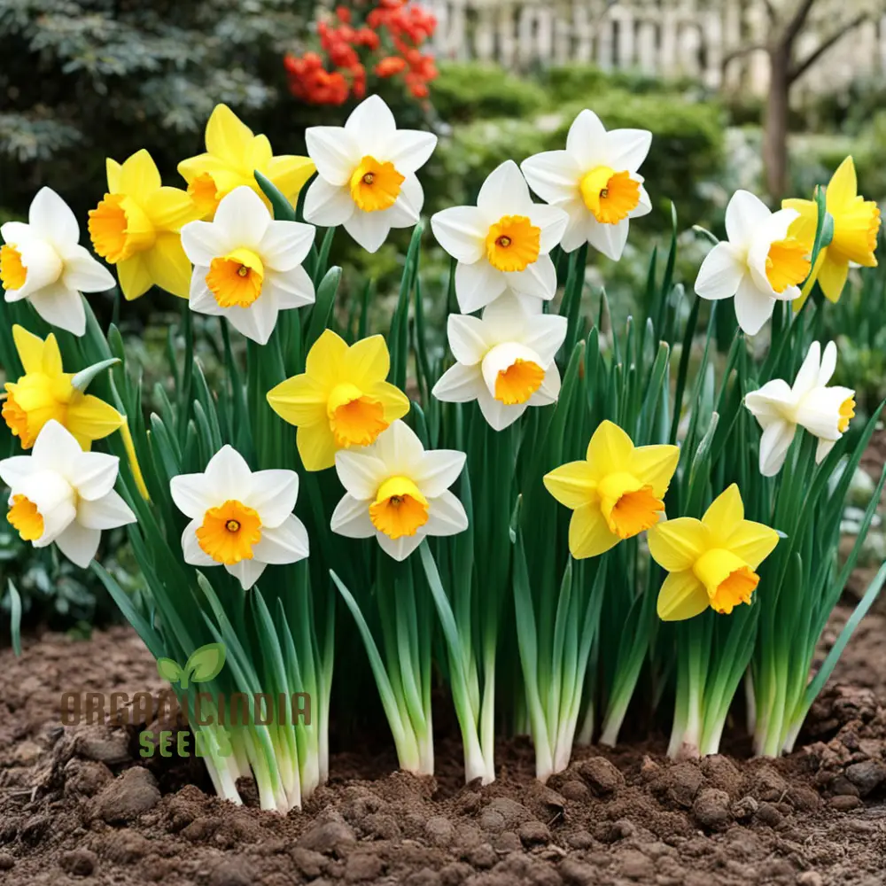 Double Petals Narcissus Daffodil Flower Seeds, Plant Your Own Stunning Blooms - Image 3
