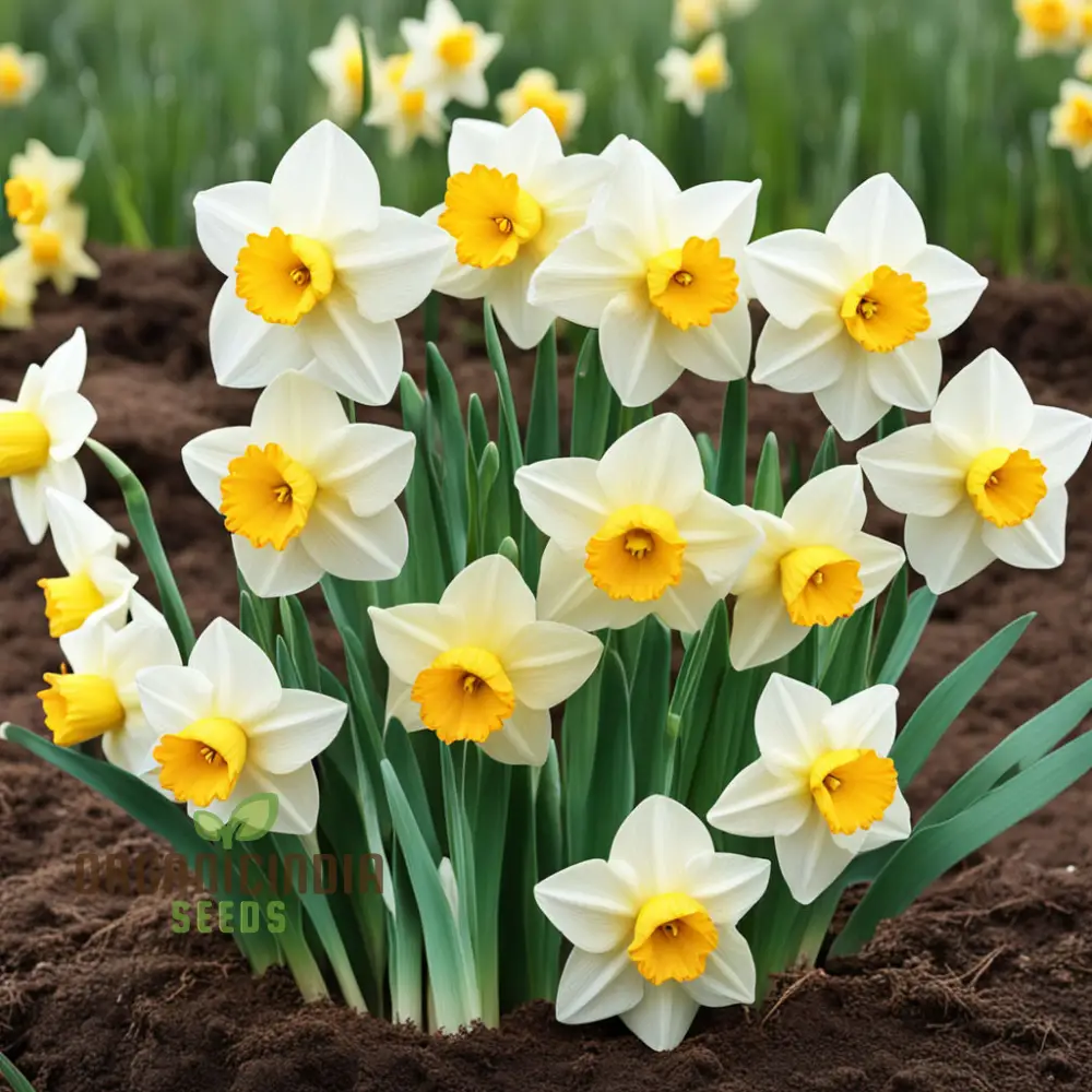 Double Petals Narcissus Daffodil Flower Seeds, Plant Your Own Stunning Blooms - Image 4