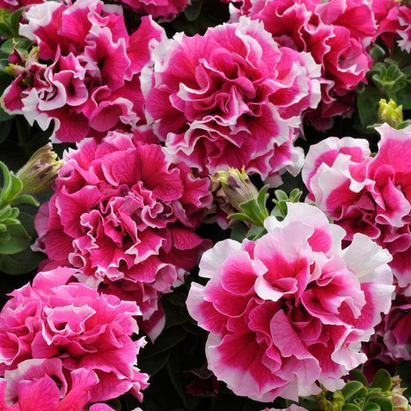 Double Petunia Flower Seeds, Planting - 100 pcs - Image 3