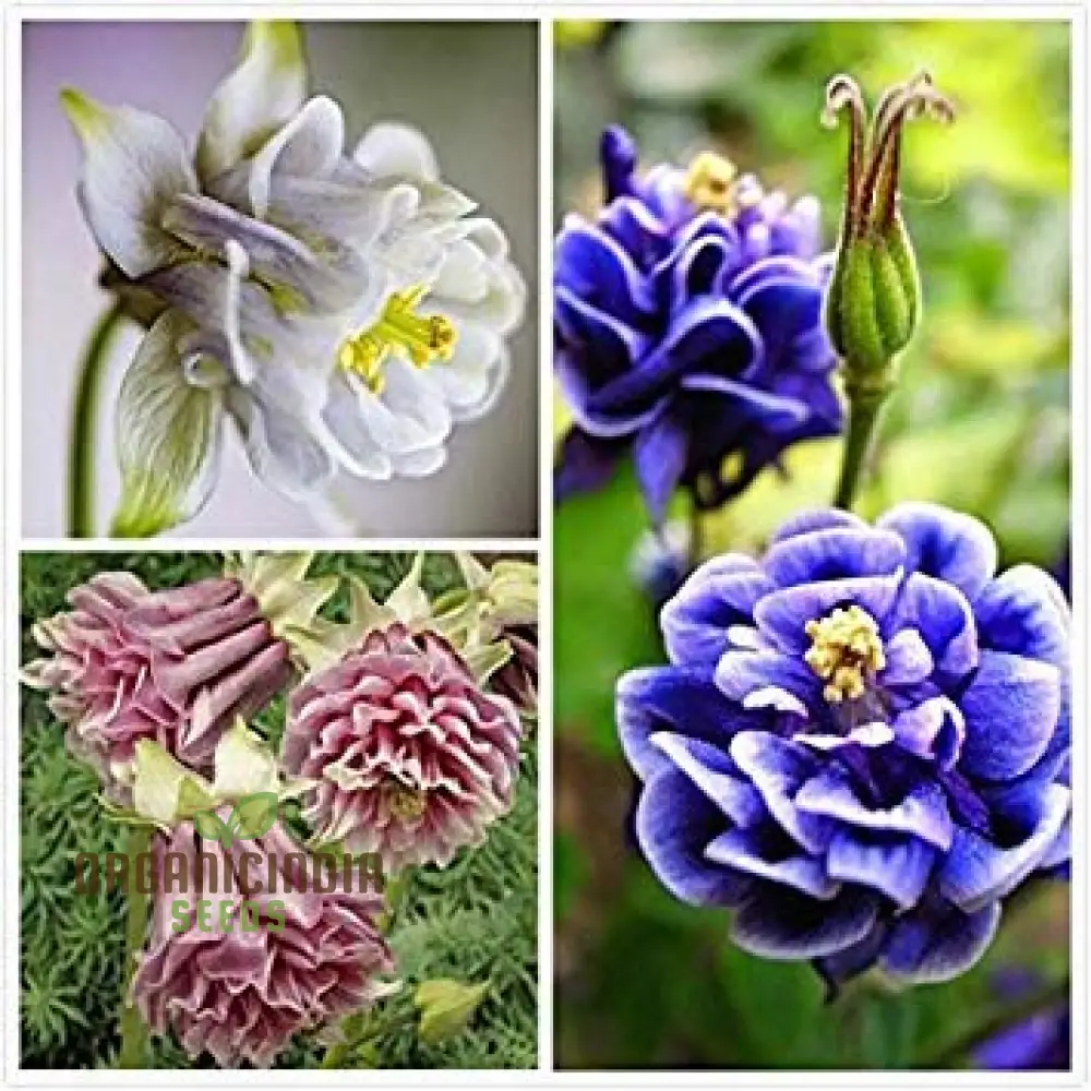 Double Petunia Flower Seeds, Planting - 100 pcs - Image 4