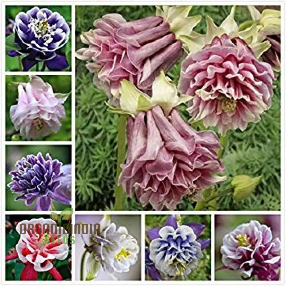 Double Petunia Flower Seeds, Planting - 100 pcs - Image 5