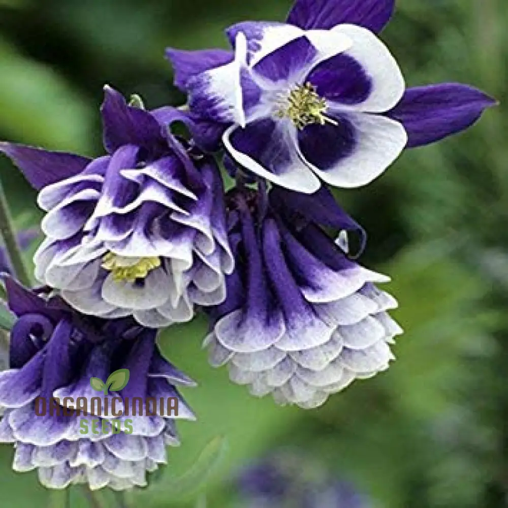 Double Petunia Flower Seeds, Planting - 100 pcs - Image 6