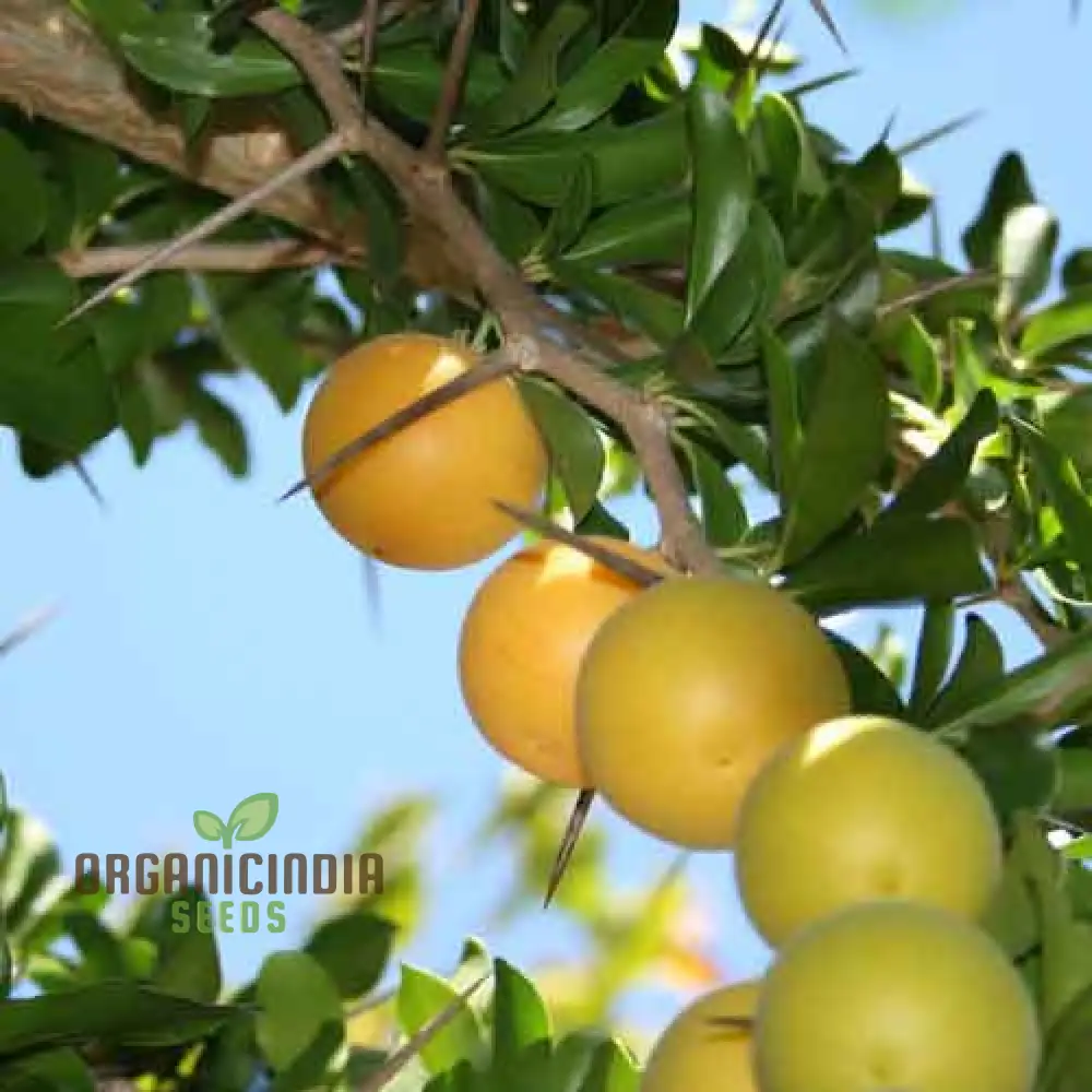 Dovyalis Caffra Fruit Seeds For Planting, Cultivating Exotic Flavor and Nutrition - Image 4
