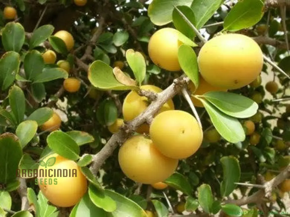 Dovyalis Caffra Fruit Seeds For Planting, Cultivating Exotic Flavor and Nutrition - Image 5