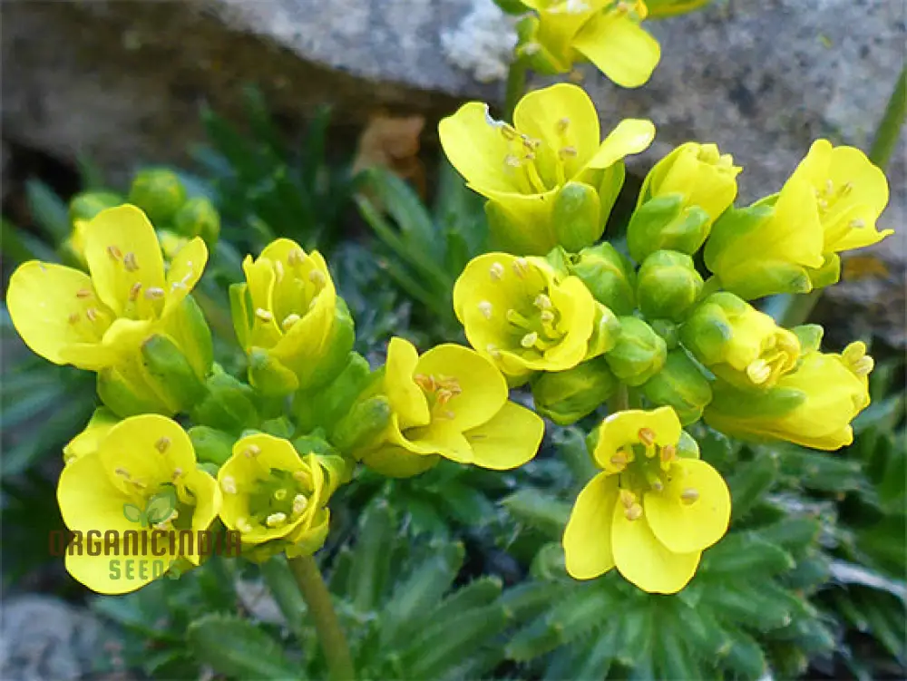 Draba Aizoides Flower Seeds For Planting, A Touch of Alpine Splendor