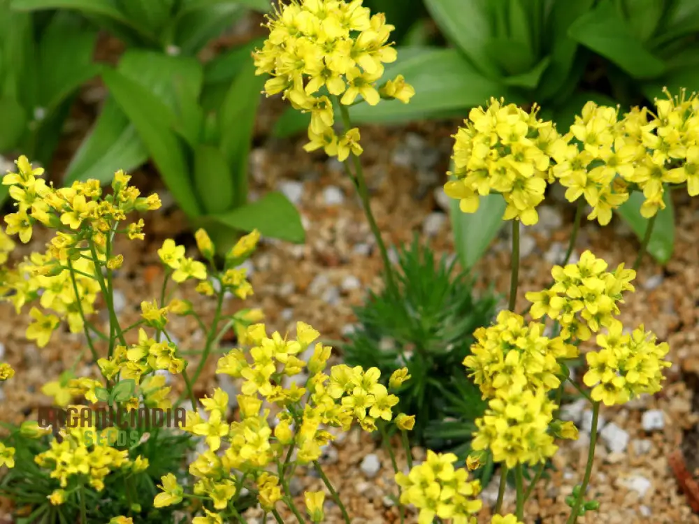 Draba Aizoides Flower Seeds For Planting, A Touch of Alpine Splendor - Image 3