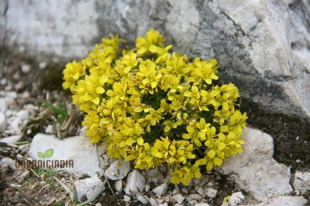 Draba Aizoides Flower Seeds For Planting, A Touch of Alpine Splendor - Image 4