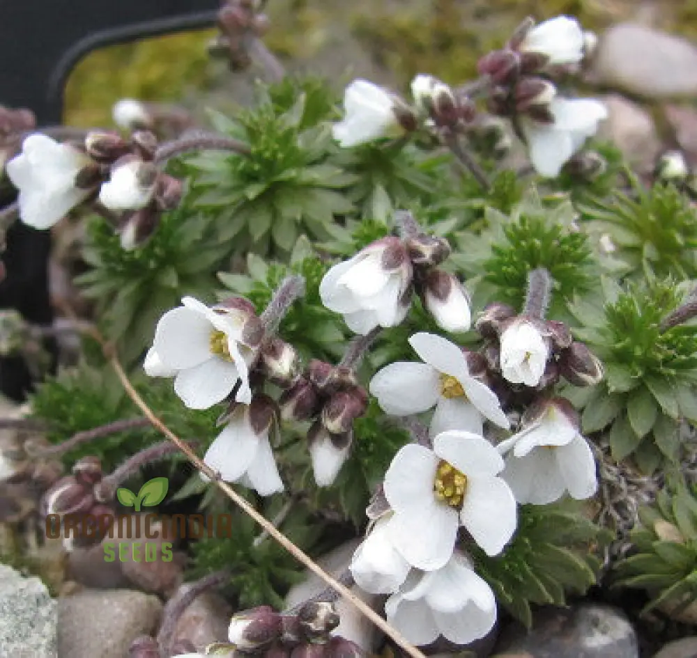 Draba Dedeania Flower Seeds For Planting, Delicate Blooms for Alpine Gardens