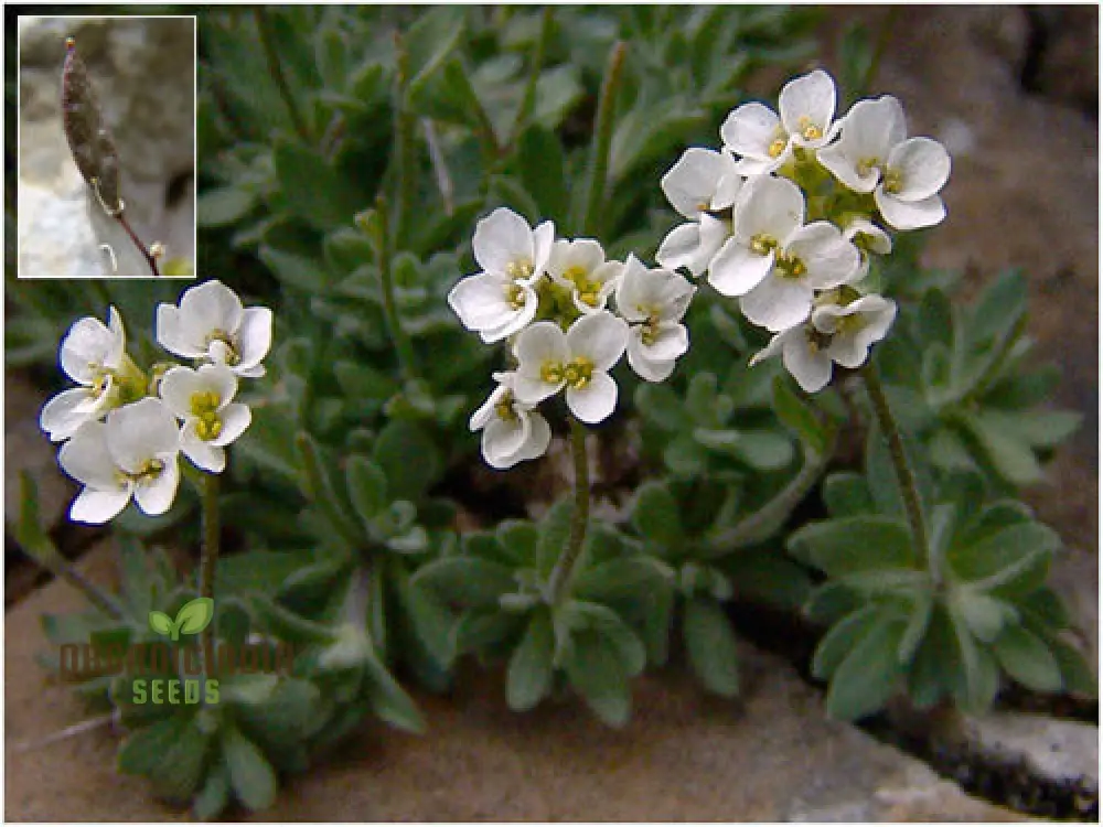 Draba Dubia Flower Seeds For Planting, Bringing Alpine Charm to Your Garden