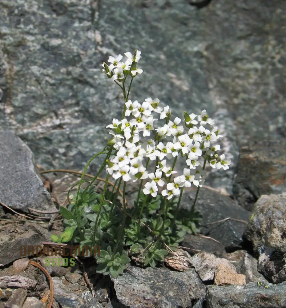 Draba Dubia Flower Seeds For Planting, Bringing Alpine Charm to Your Garden - Image 3
