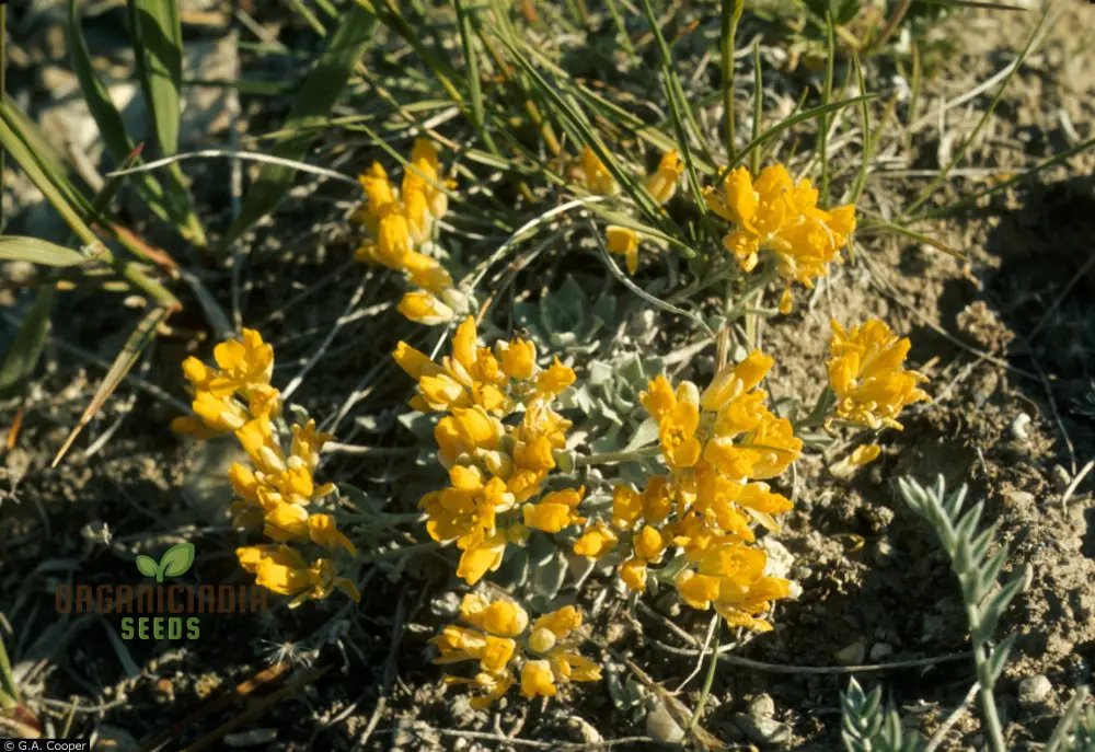 Draba Incerta Flower Seeds For Planting, Cultivating Subtle Alpine Beauty