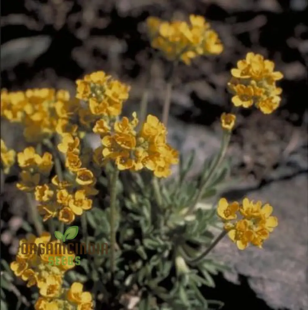 Draba Incerta Flower Seeds For Planting, Cultivating Subtle Alpine Beauty - Image 3
