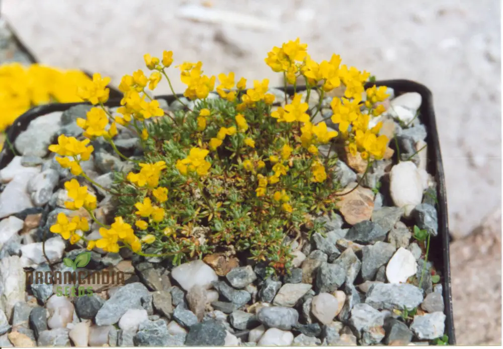 Draba Incerta Flower Seeds For Planting, Cultivating Subtle Alpine Beauty - Image 4