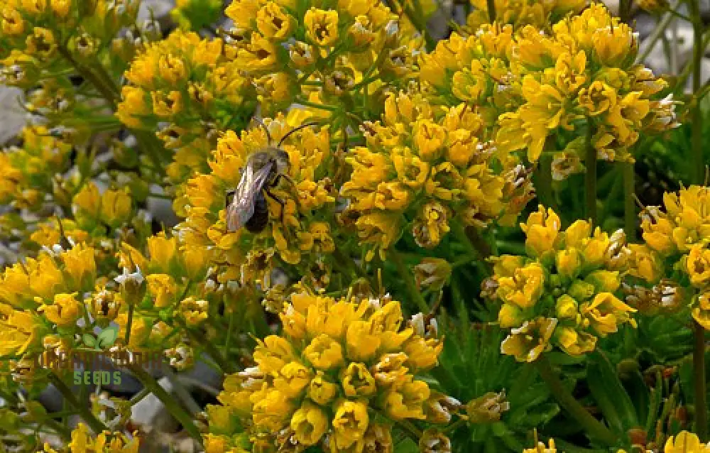 Draba Korabensis Flower Seeds For Planting, Rare Alpine Elegance for Your Garden