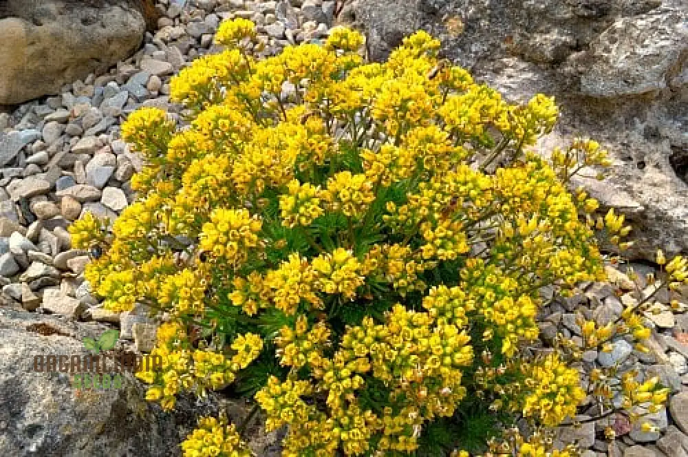 Draba Korabensis Flower Seeds For Planting, Rare Alpine Elegance for Your Garden - Image 3
