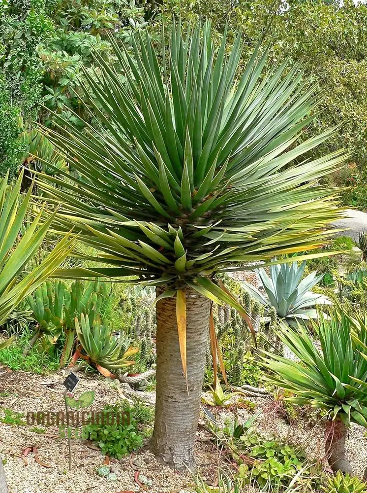 Dracaena Draco Planting Seeds, Unlocking the Secrets of Growth in Gardening and Planting