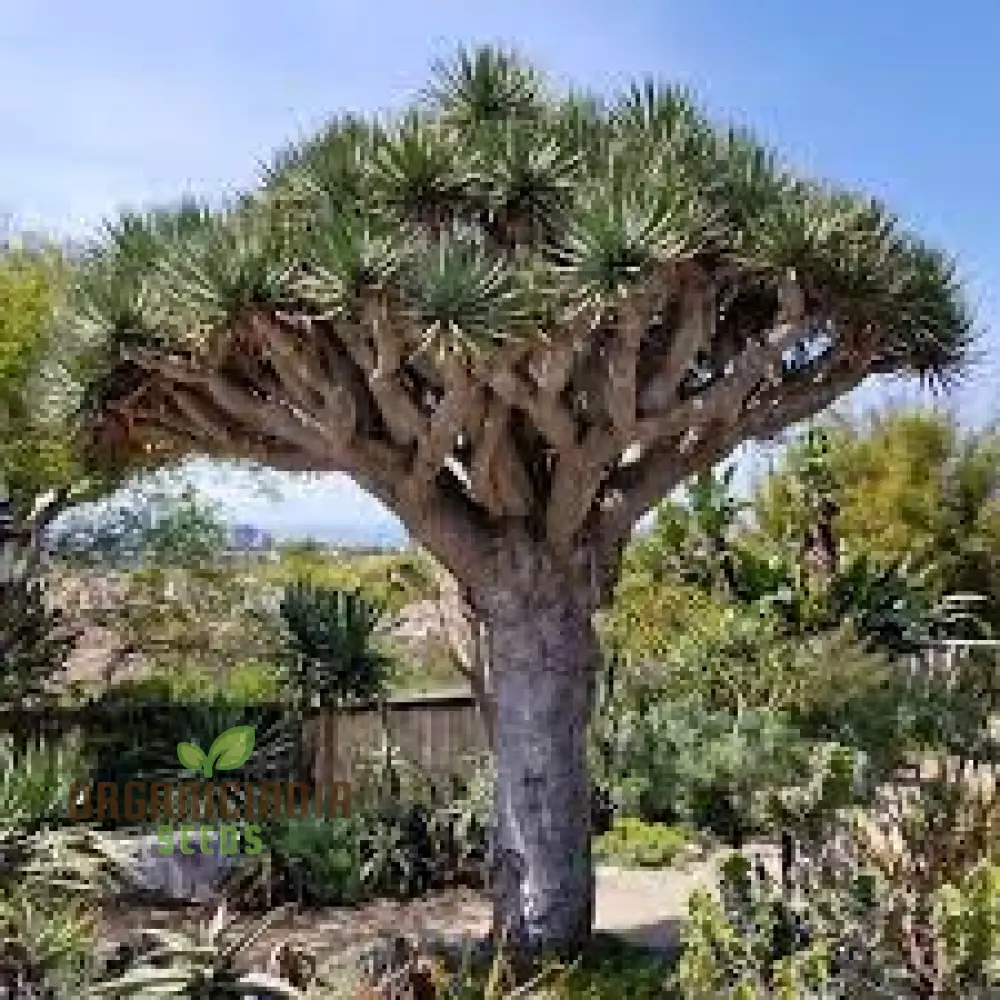 Dragon Blood Tree Seeds for Exotic Gardening Enthusiasts - Grow Your Own Botanical Wonder