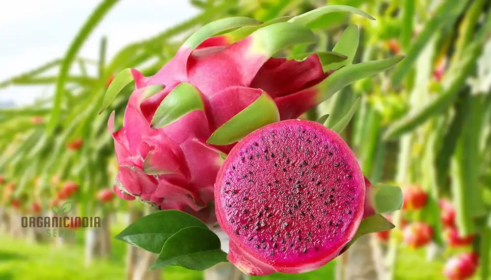Dragon Fruit Red Seeds for Planting - Premium Quality for Thriving Gardening | Buy Seeds Online - Image 3