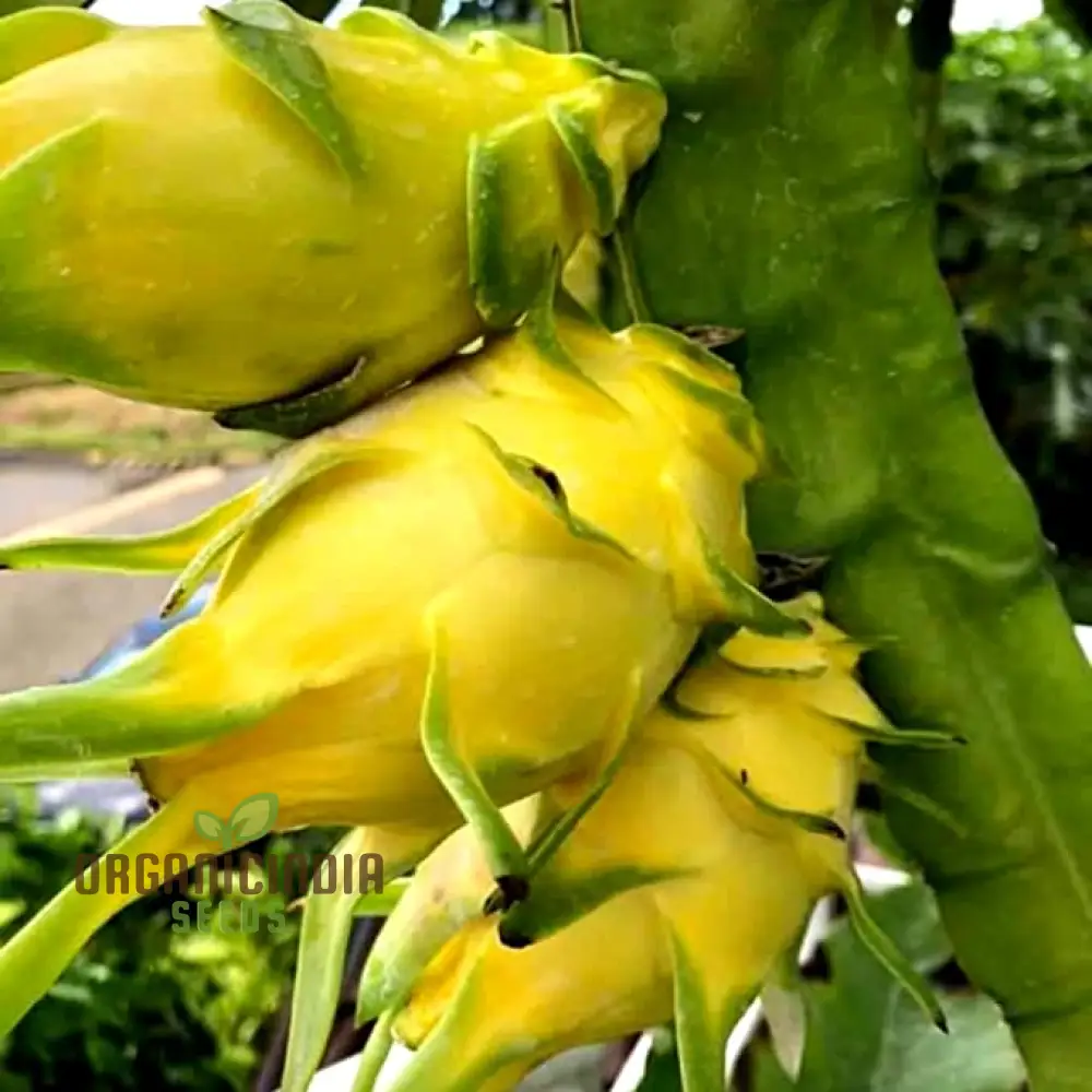 Dragon Fruit Yellow Seeds Premium Quality Seeds for Gardening Enthusiasts