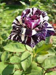 Rose Seeds (Dragon Rose Black Flower Seeds) - Deep Dark Blooms for Home Gardens - Image 4