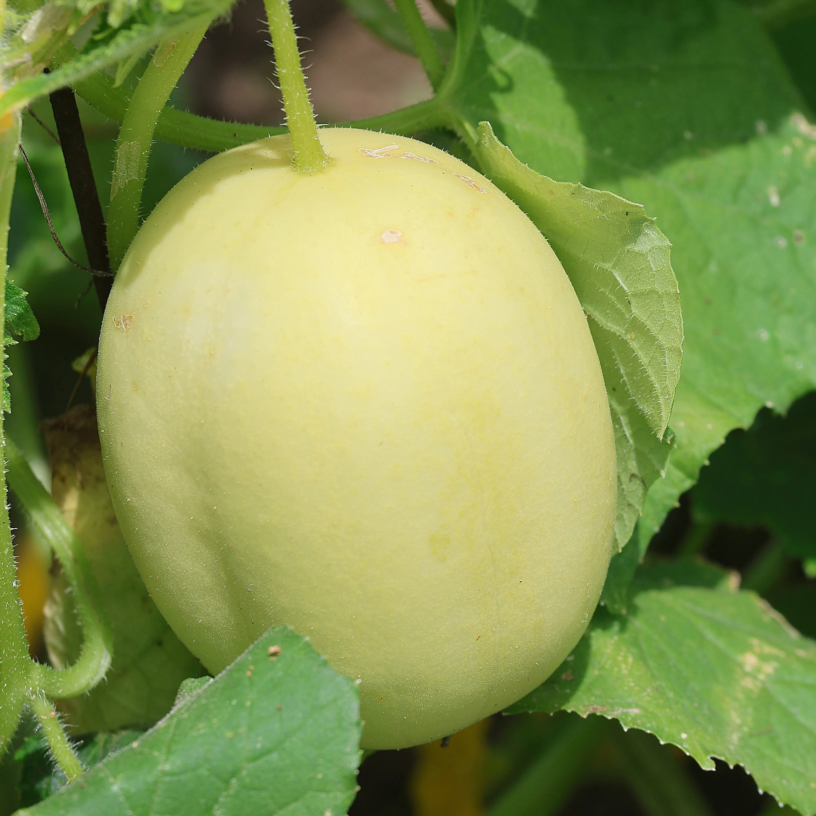 Dragon’s Egg Cucumber Seeds – Heirloom, Rare White Cucumber for Unique Harvests - Image 2