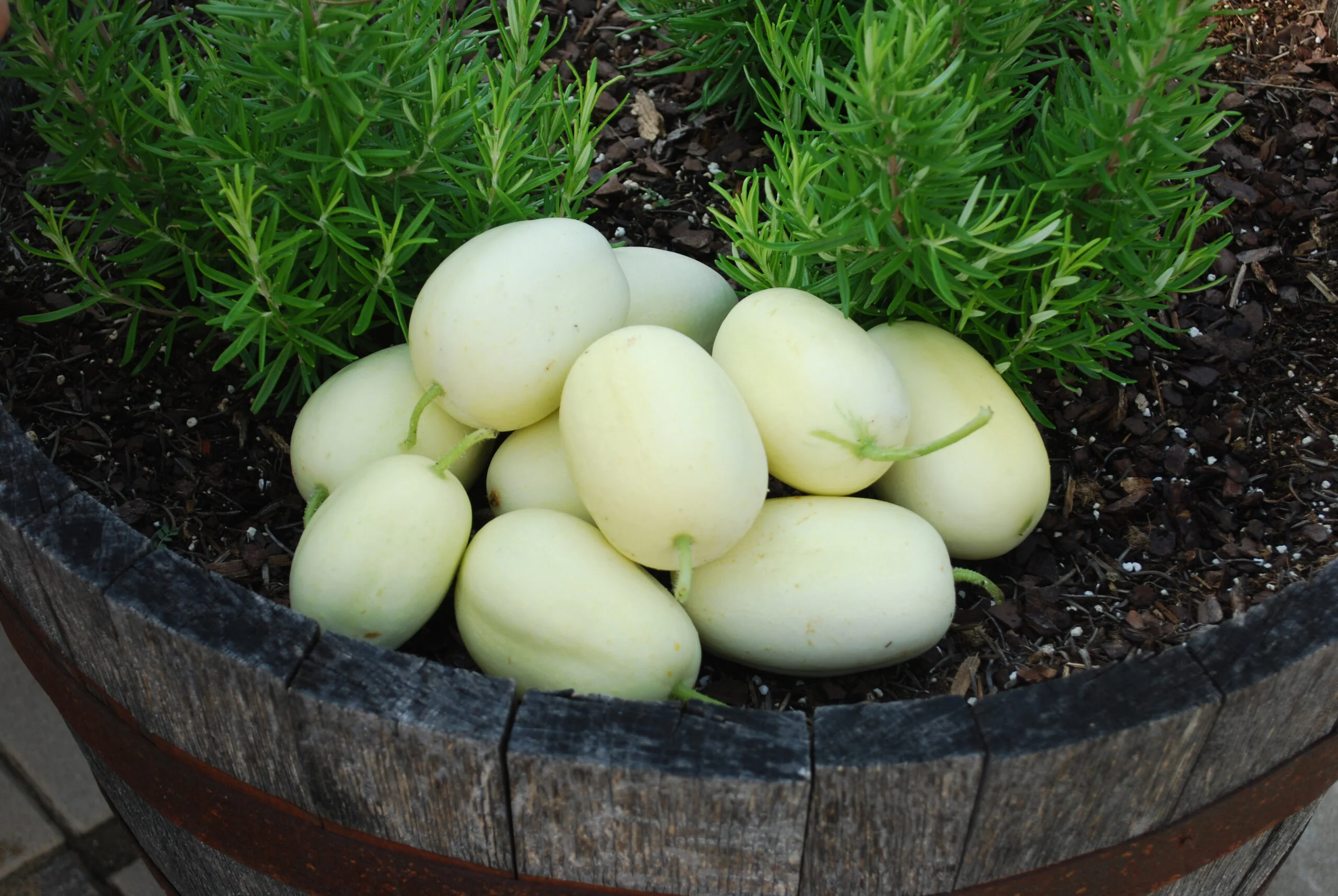 Dragon’s Egg Cucumber Seeds – Heirloom, Rare White Cucumber for Unique Harvests - Image 3