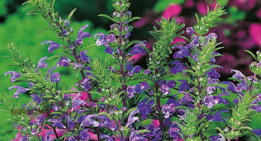 Dragonhead Seeds For Planting: Elevate Your Garden with Unique Blooms and Lush Foliage – Perfect for Gardening Enthusiasts Seeking Exotic and Hardy Perennials - Image 3