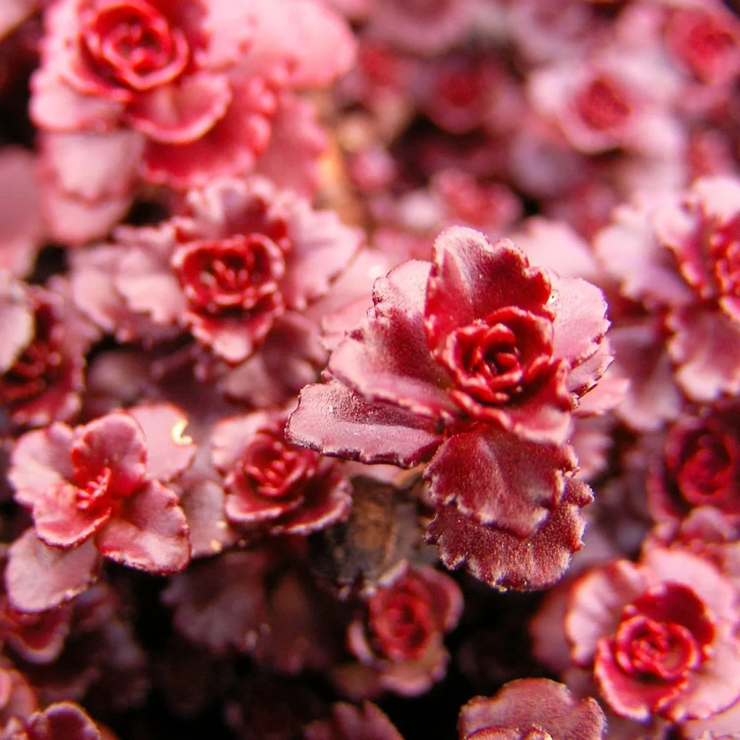 Dragon's Blood Stonecrop Seeds for Planting - Image 3
