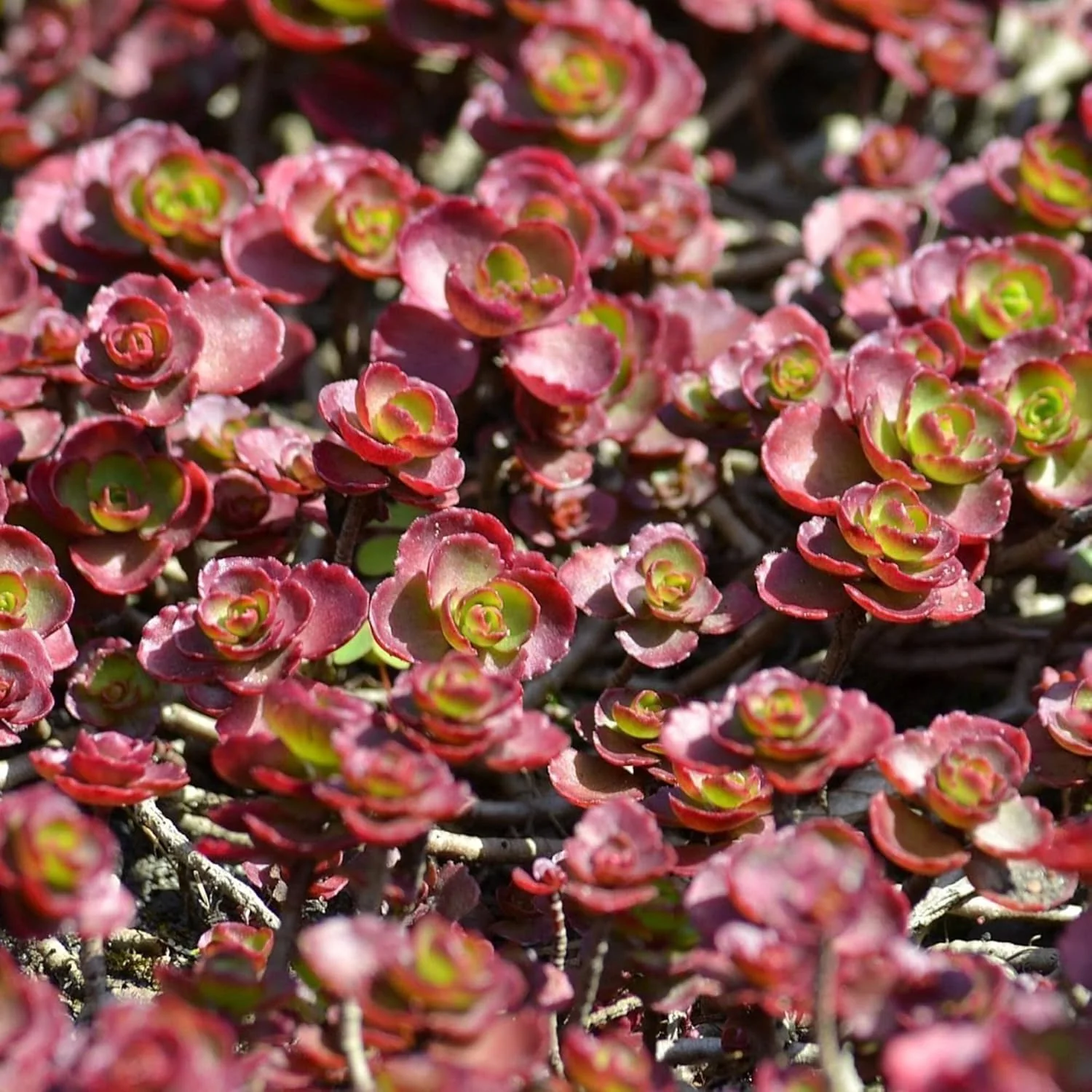 Dragon's Blood Stonecrop Seeds for Planting - Image 4