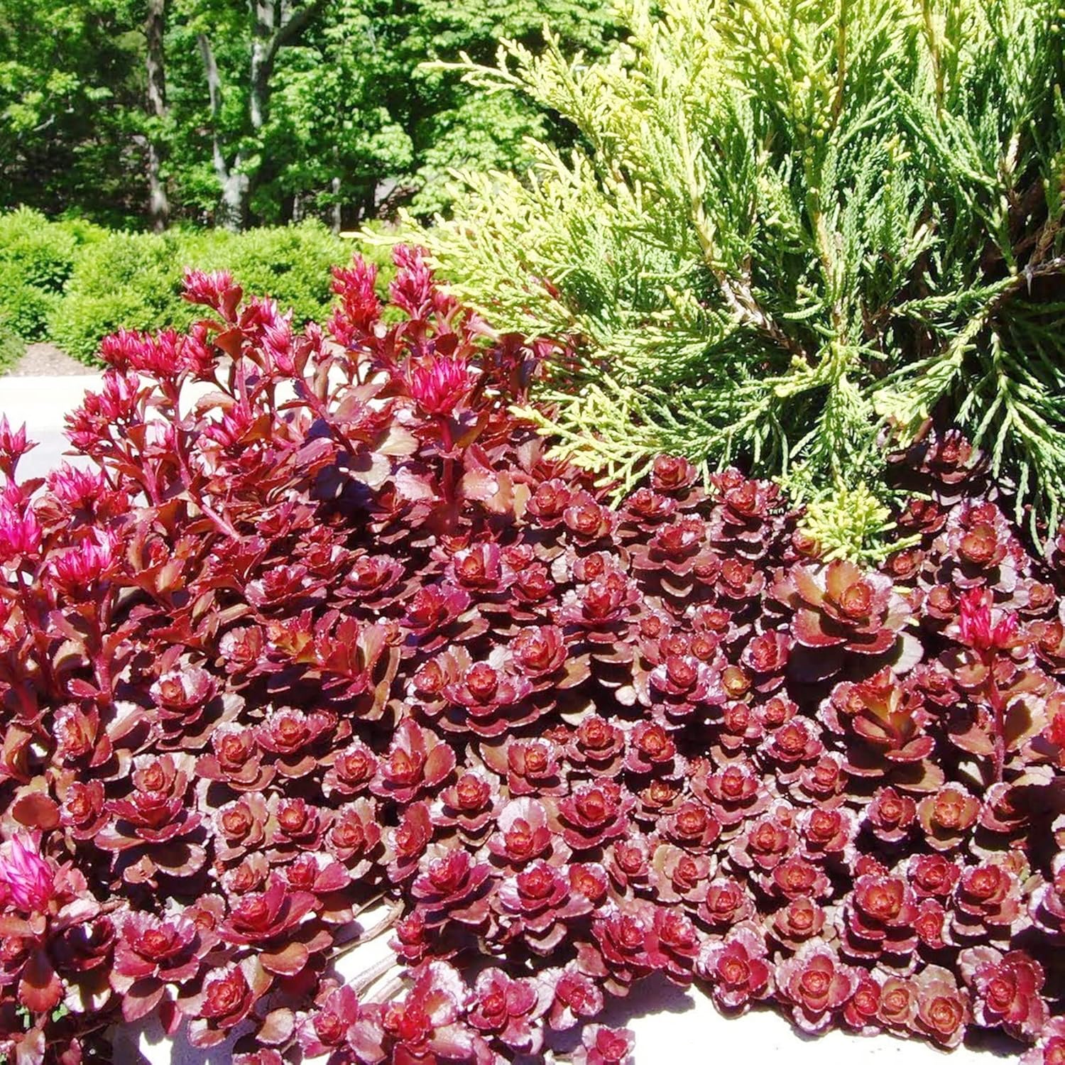 Dragon's Blood Stonecrop Seeds for Planting - Image 7