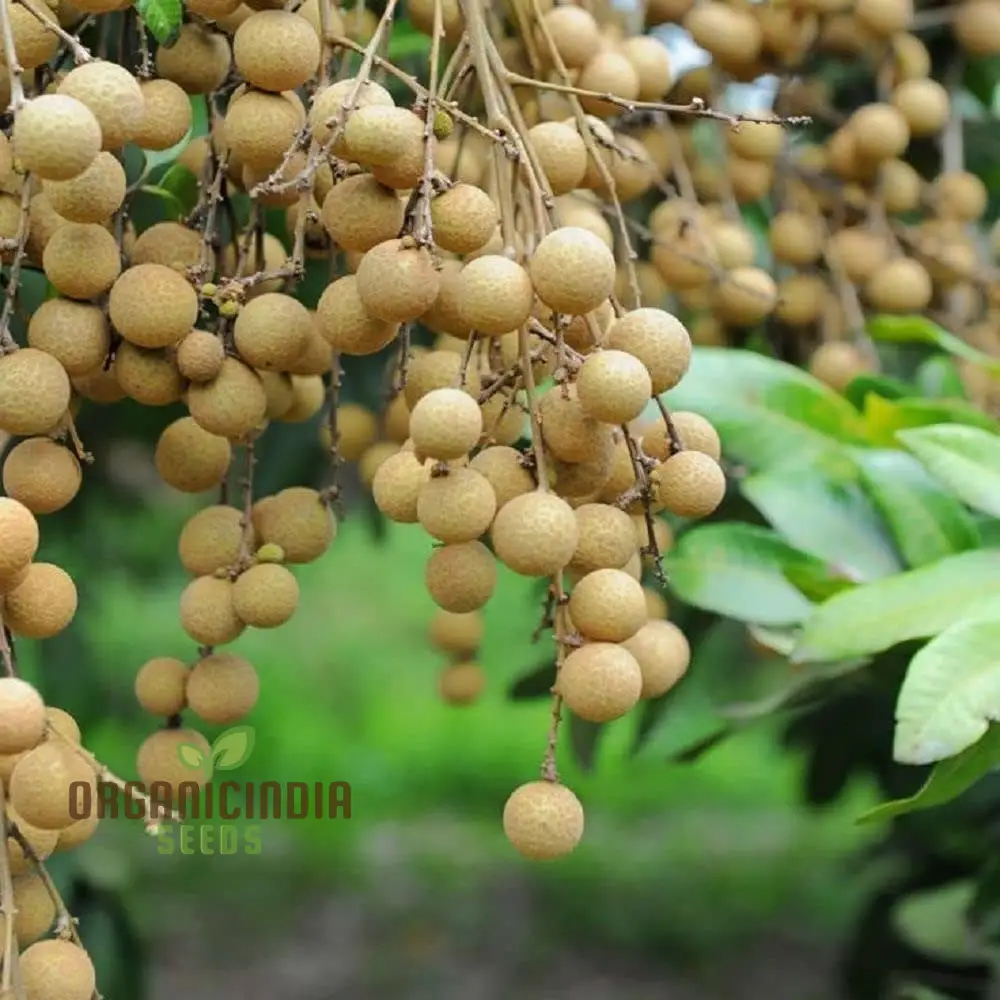 Dragon's Eye Fruit Seeds for Planting, Cultivate Your Own Exotic Dragon's Eye Fruit Trees